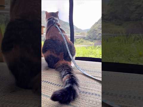 うみ と過ごす夏。 #元保護猫 #愛猫 #キャンプ #cat #アウトドア #エブリイ #ジムリィ #ネコ #夏 #夏の思い出