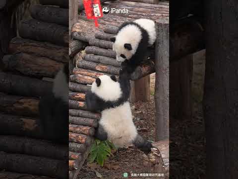 The Spirit Was Willing. The Legs Were Not | iPanda #shorts