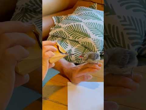 Cedar Waxwing and His Paper Mama