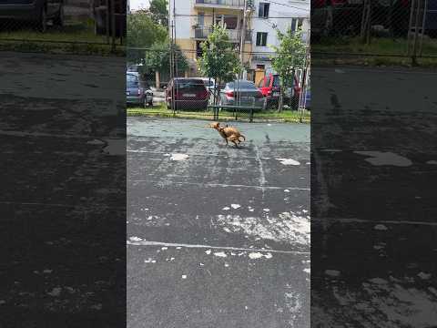 Fast dog♥️😂#dog#fastdog#hapyydog#funnydog#zoomies#dogzoomies#doglife#arkadithehunter#usacollege