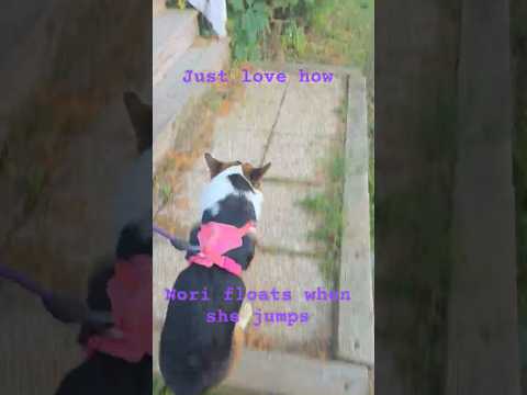 Float On everyone!  #corgi #puppy #pets #shorts #cute #dog