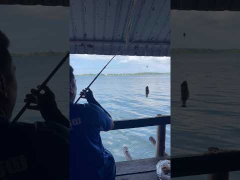 #smallfish #shortvideo #trending #cooking #reels #viralvideo #fishing