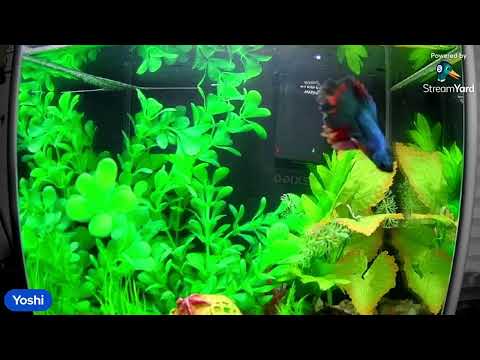 Yoshi Loves Classical Music Join Yoshi the betta fish as he swims around listening to classical music