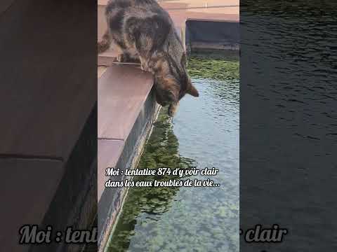 Ce qui compte c'est de ne jamais abandonner 🫶 #chat #chatmignon #cat #chatdrole