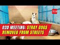 Viral video: Workers ‘forcibly’ removing street dogs ahead of G20 Summit
