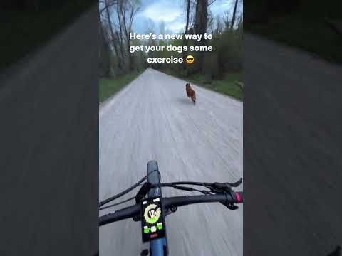 Using an eBike to exercise your dogs!