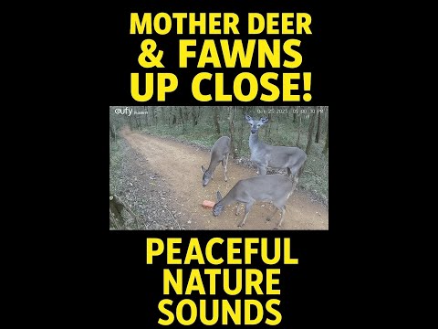 Peaceful Deer Family Up Close | Mother Deer and Fawns Eating Corn & Relaxing in Nature Sounds