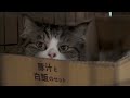 Japan quake survivor finds pet-friendly shelter | REUTERS  - 01:50 min - News - Video