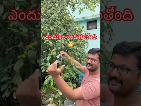 మాపెరట్లోని Appleber పళ్లు కుళ్లిపోతున్నాయి #appleber #gardening #shorts #trending #villagelife #yt
