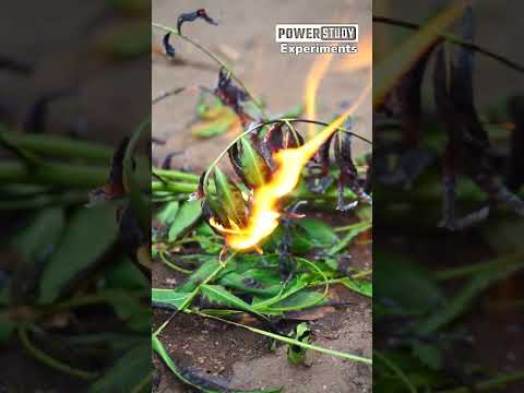 🤯 Wet Leaves Burned with Water | Paani se aag kese lagegi | Water can burn anything | Water Burner