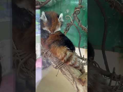 癒しの瞬間！レッサーパンダ・ケンシンくんの毛づくろいとふわもふシッポ紹介 サムネイル