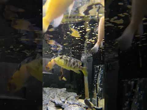 👉 Feeding Frenzy! 🐟 Cichlids Go Wild at Feeding Time