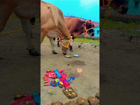 #goverdhan #pooja #treanding #status_videos #ytshortsindia #animallover #krishnastatus