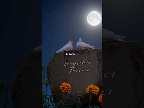 #lovefeeling #lovesongstatus #lovestory #
