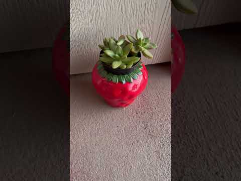 Simple joys: a succulent thriving in its strawberry pot 🌿🍓  #StrawberryPot #Succulent #PlantDecor
