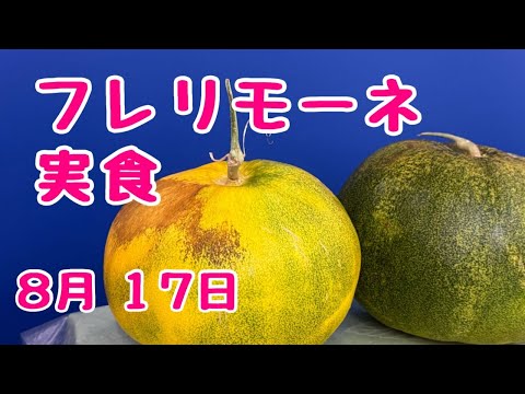 #メロン 🍈#フレリモーネ　実食！ #家庭菜園　2025年8月17日