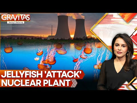 Jellyfish Swarm Forces Shutdown at France’s Largest Nuclear Power Plant | GRAVITAS