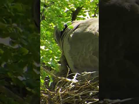 Cute Dove Babies in the Nest | Peaceful Moments (p 2) #shorts