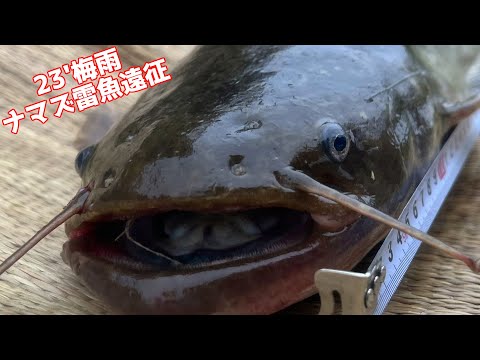 ナマズ&雷魚23'梅雨遠征2日目②【518】虫くん釣りch