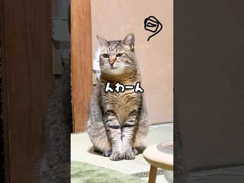 自動給餌器に文句が止まらない元野良猫がおもしろい…笑 #野良猫 #鳴き声 #猫ッチョファミリー