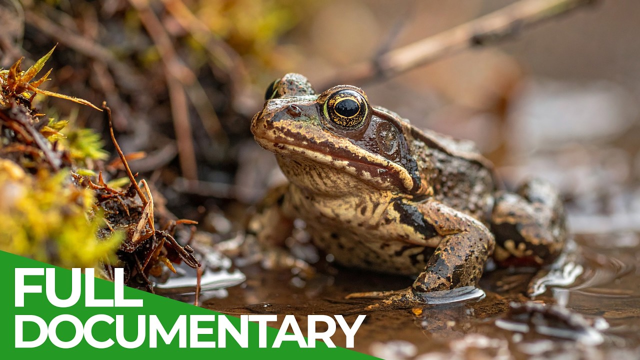 The Moor - A Wild World of Hidden Wonders | Free Documentary Nature