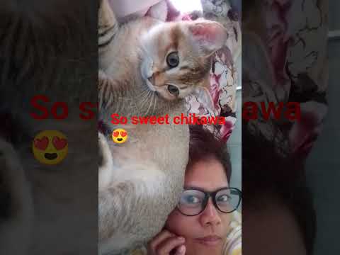 so sweet chikawa 😍 #catvideos  #kitten  #cover #cat #music #catlovers