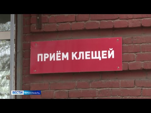 В Ярославской области проснулись клещи