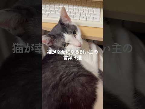 猫の動画サムネイル - 猫が幸せになる飼い主の言葉3選 #猫 #ねこ #猫のいる暮らし #ねこのいる生活 #猫との暮らし #保護猫 #猫好きさんと繋がりたい #猫動画 #猫のいる生活 #猫好き VOICEVOX:ずんだもん
