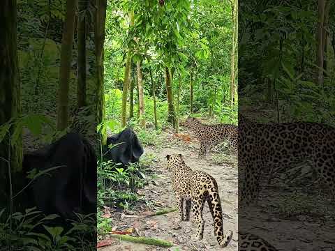 catching leopard 🐆🐆#1 #youtubeshorts​ #viral​ #trendingshorts​ #shorts_​ #animal​ #tiger​ #jungle​