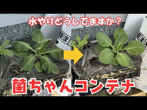 菌ちゃんコンテナへの水やり!菌ちゃんプランター・菌ちゃん袋栽培でも同じようにやってみてください★やり方は難しくないけれど、水やりタイミングの見極めは大切です!【菌ちゃん農法3年目】