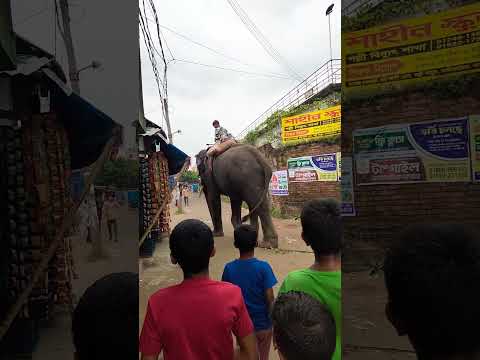 বিশাল একটা হাতি দেখলাম অনেক দিন পরে😯 #foryou #elephant #animal #shorts #foryoupage #animals