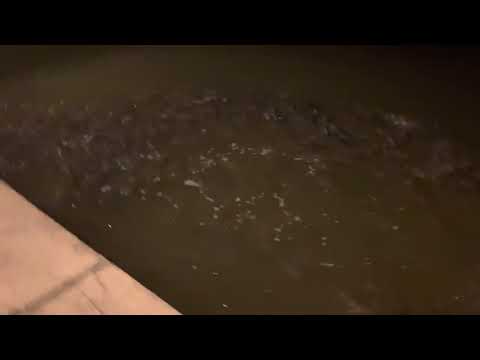 School Of Catfish On The Seawall At The Hobo Fish Camp