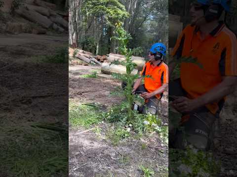 Ace Trees Unstoppable On The Big Jobs #treefelling #stihl