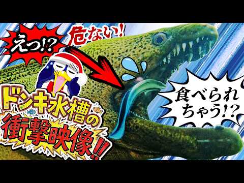 【ドンキ水槽】実は超かわいい！？ウツボが愛される3つの理由と隠された生態