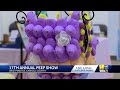 Spring tradition PEEPshow returns to Westminster for 17th year(WBAL) - 02:09 min - News - Video