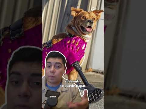 No tenían dinero para su prótesis, así que la hicieron con BOTELLAS 🍼🐶💔