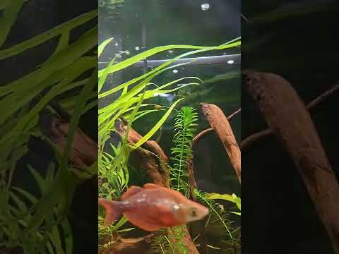 Snail dancing 