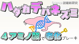 【最新研究2025】ハダカデバネズミが教える長寿の秘密 たった4つのアミノ酸がDNA修復を変えた #たかとー研究室