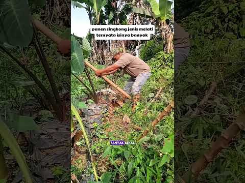 panen singkong melati #shorts #tanaman #harvest #singkong #viral #berkebun #pertanian #petani