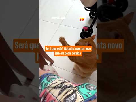Será que cola? Gatinho inventa novo jeito de pedir comida
