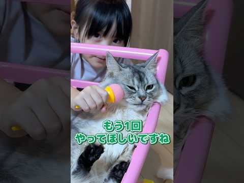 すっぽりハマって運ばれながらインタビューを受ける猫の乗客 #shorts #ねこのいる生活