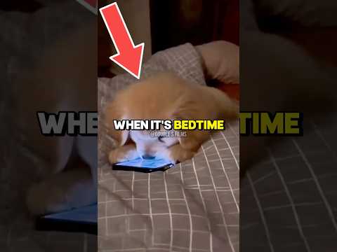 Puppy Caught Scrolling Past Bedtime! 😂📱