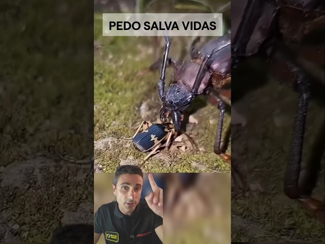Pedo salva vidas.#supervivencia #sabiasque #curiosidades
