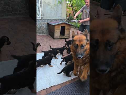 😂Game over - time for lunch. A funny group of cute plush German Shepherd puppies.