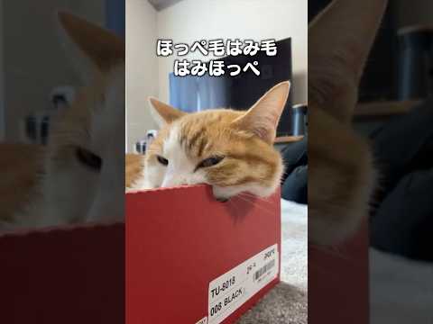 猫の動画サムネイル - 「ほっぺのはみ毛」猫あるあるソング