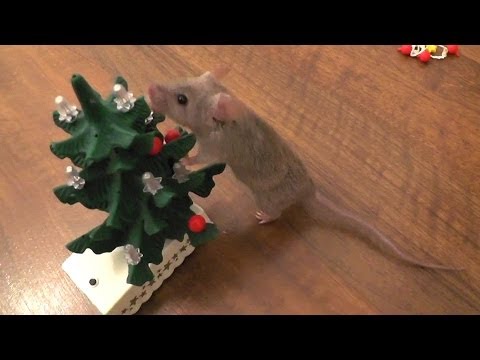 Mysz zamiast harcować i podkradać świąteczne smakołyki, postanowiła pomóc w ubieraniu choinki!
