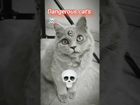 you are not afraid of animals #shorts #ytshorts #animals #animalshorts #shark #explore