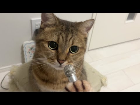 みにら君の公式ファンクラブと新商品、猫の成長日記について詳しく解説 サムネイル