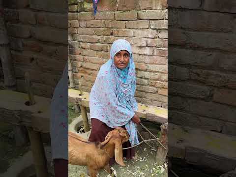 ভাই যখন আমানতের খেয়ানত করে..