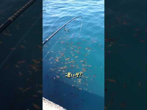 常識を超えた堤防サビキ釣り